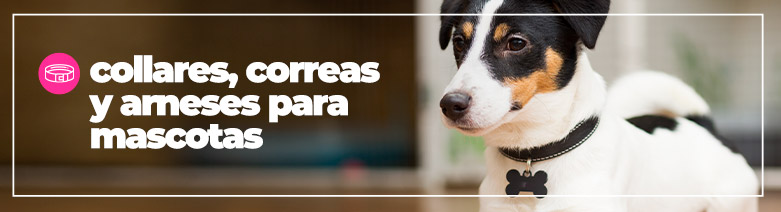 Bebederos para gatos y platos para perros