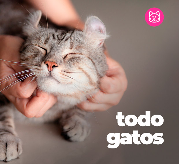 Accesorios para gatos