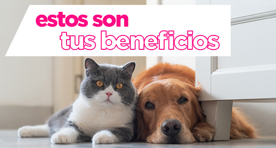 Ofertas artículos para mascotas